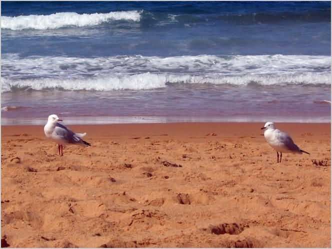 Sydney